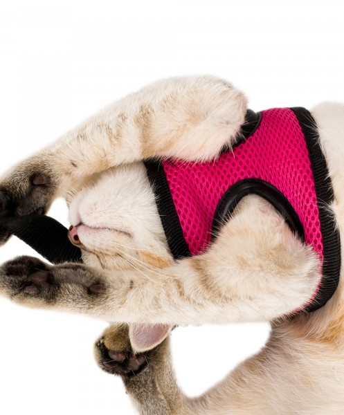 Pembe Kedi Tasması S Beden Göğüs Boyun Tasma Seti Sevk Kayışlı Terletmeyen Nefes Alan Reflektör